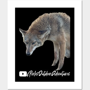 Coyote stuck in a trap! Posters and Art